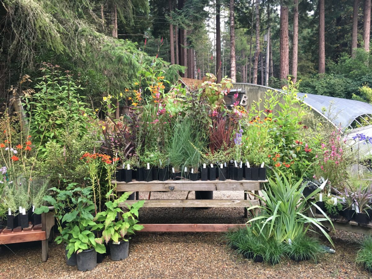 Visit to Digging Dog Nursery in Albion, CA – The Plant Foundry