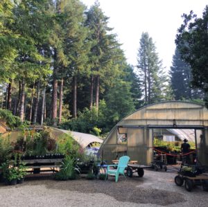 Visit to Digging Dog Nursery in Albion, CA – The Plant Foundry