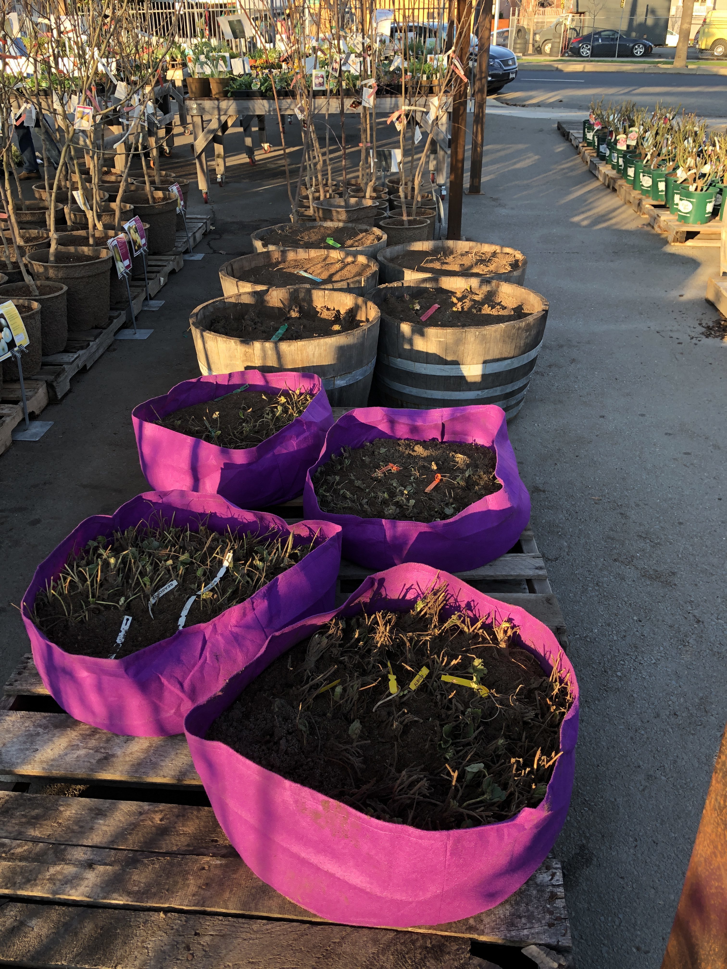 Last chance to plant, prune and spray dormant plants!