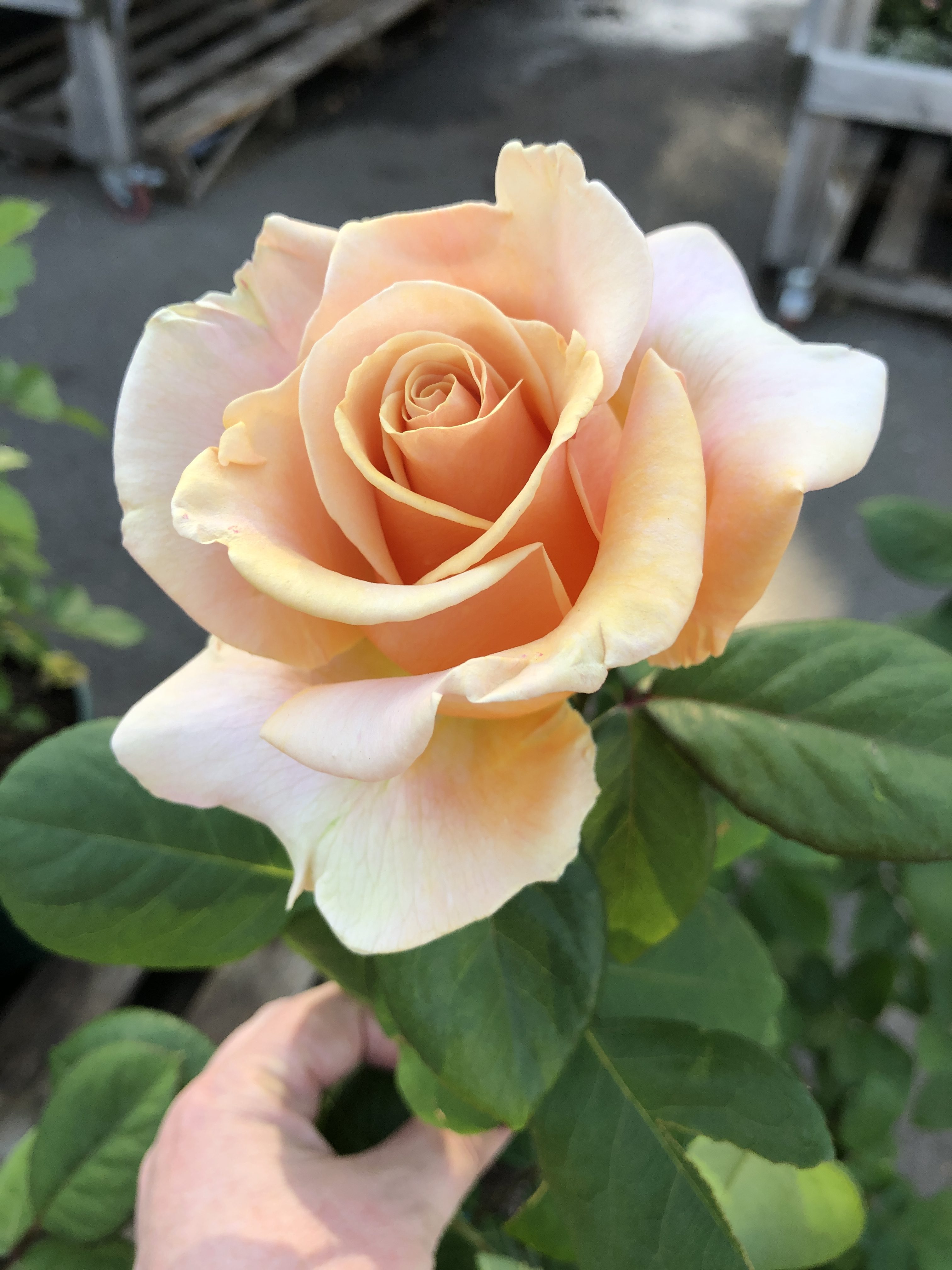 Roses are blooming! Perfect time to find your faves. – The Plant Foundry