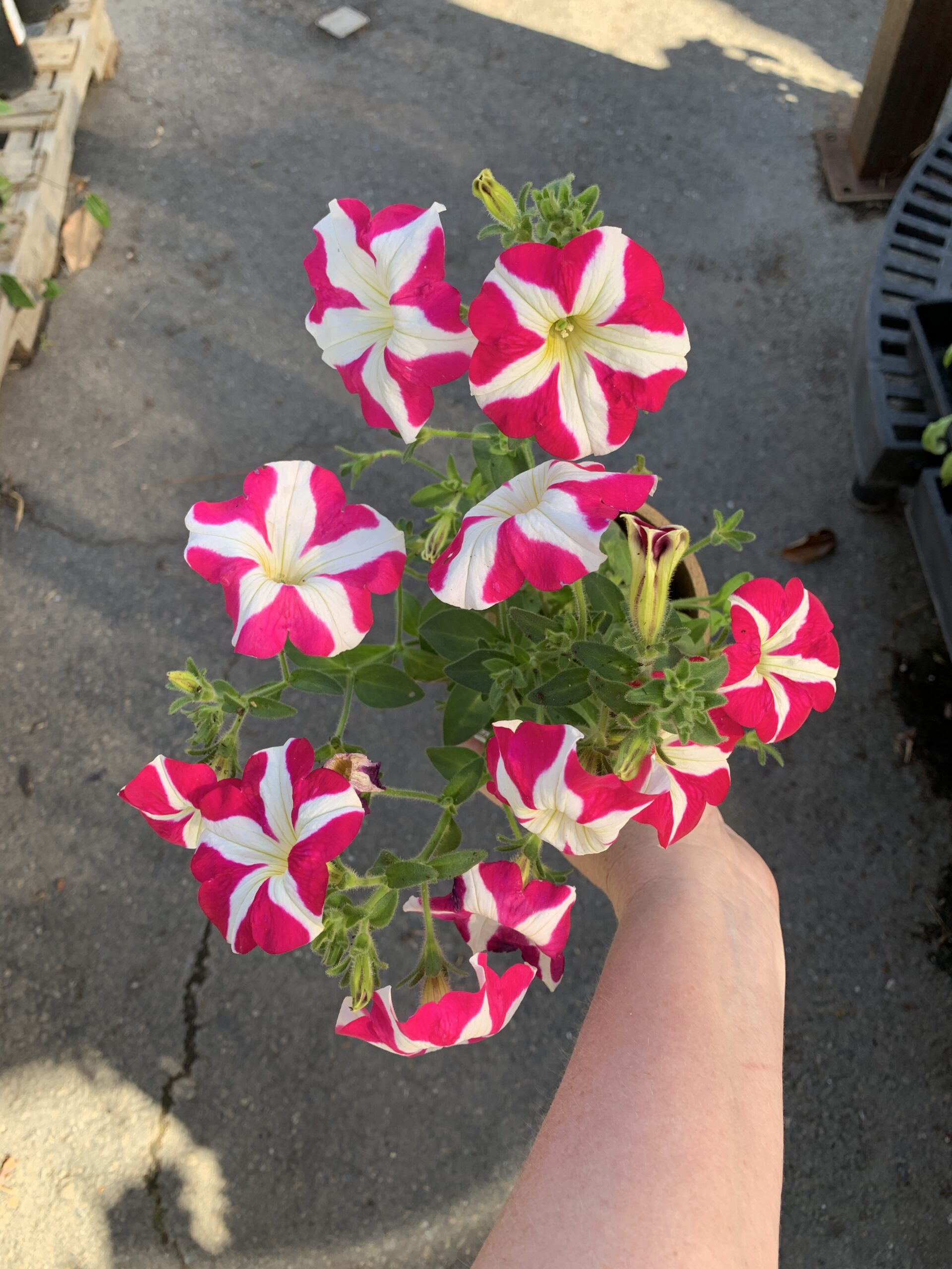 Summer Color- It’s a party!