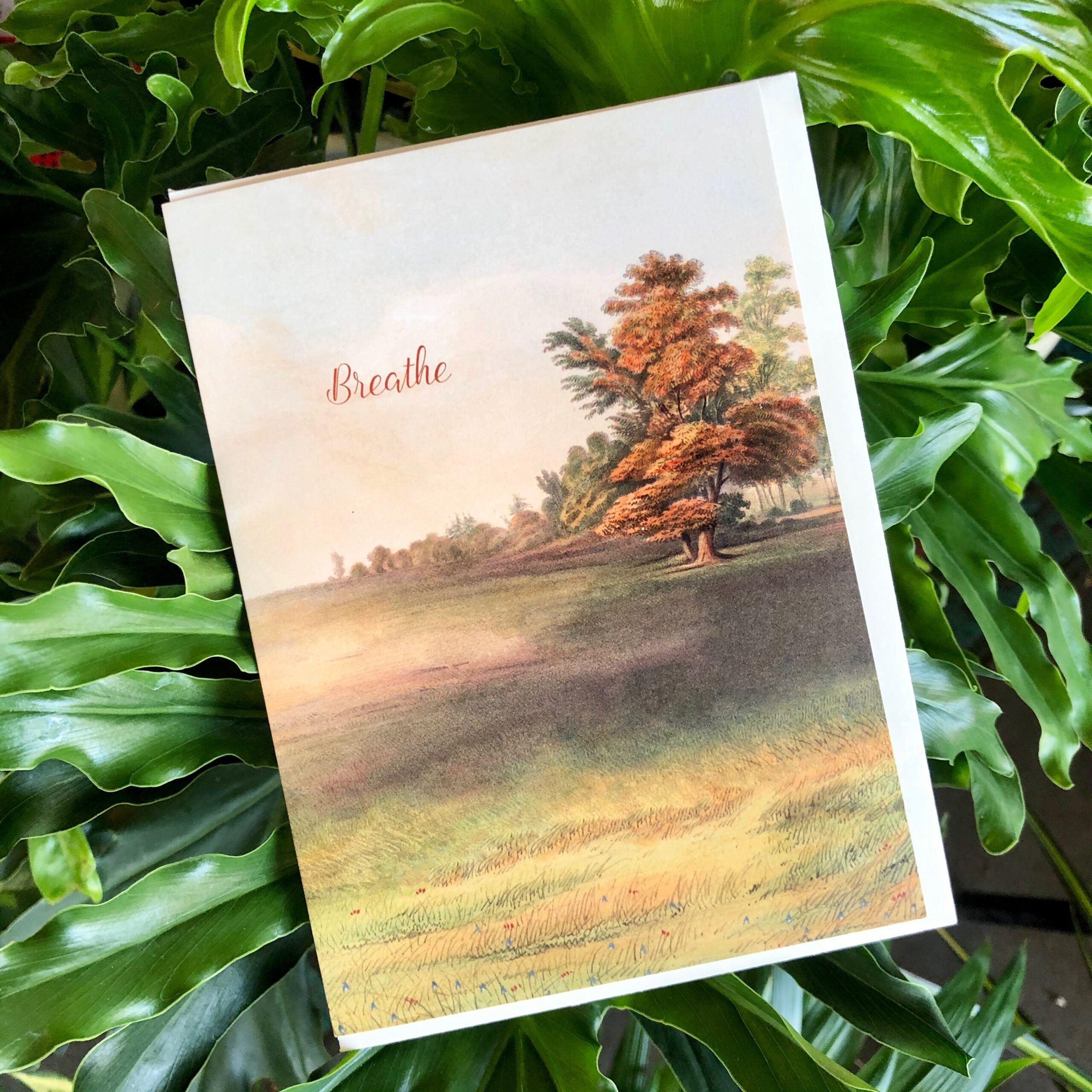 August Restocks & New Arrivals