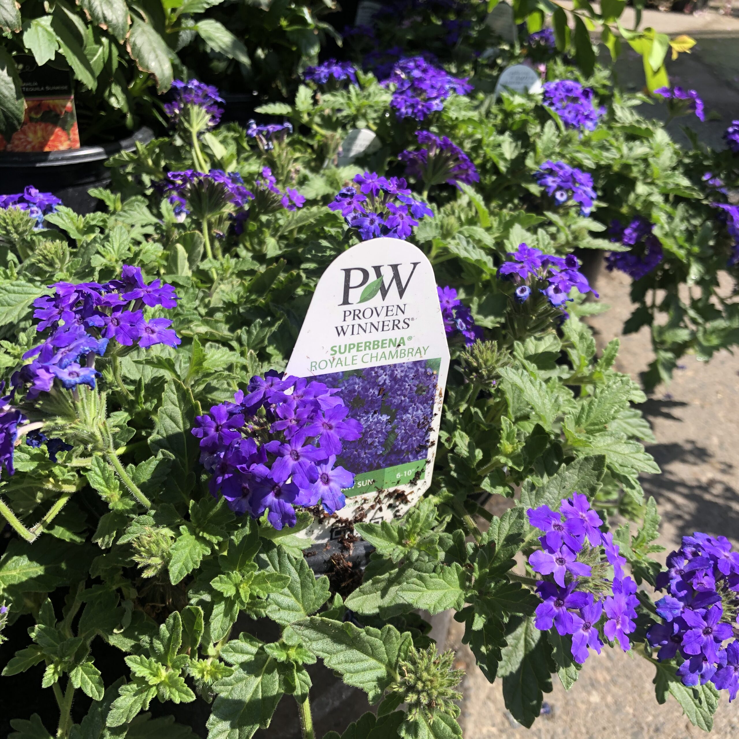 Revel in August Color… and Look Toward Fall