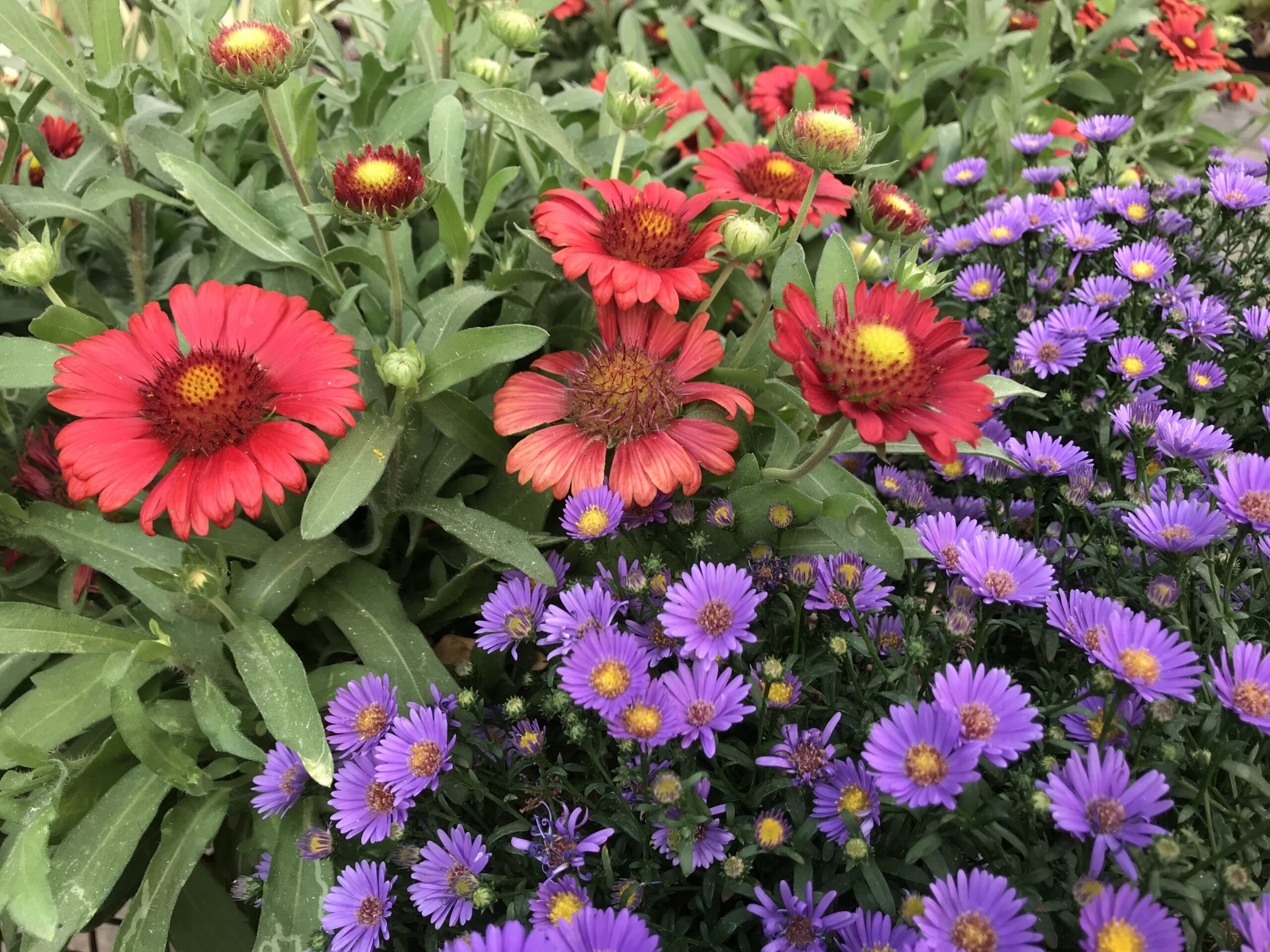  perennials that bloom all spring and summer