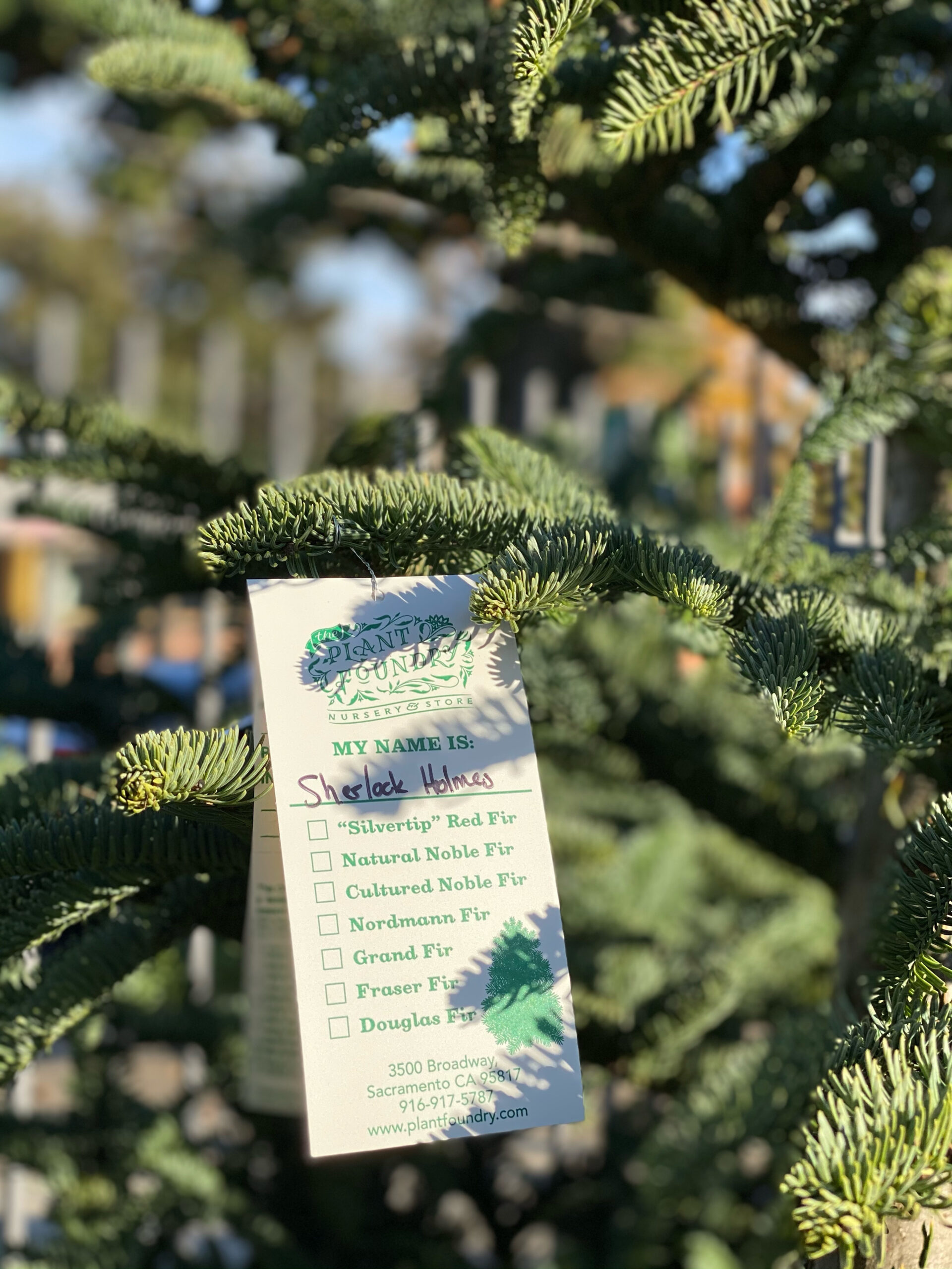 Christmas Tree Lot & Holiday Gift Shop— TREES ARE GOING FAST