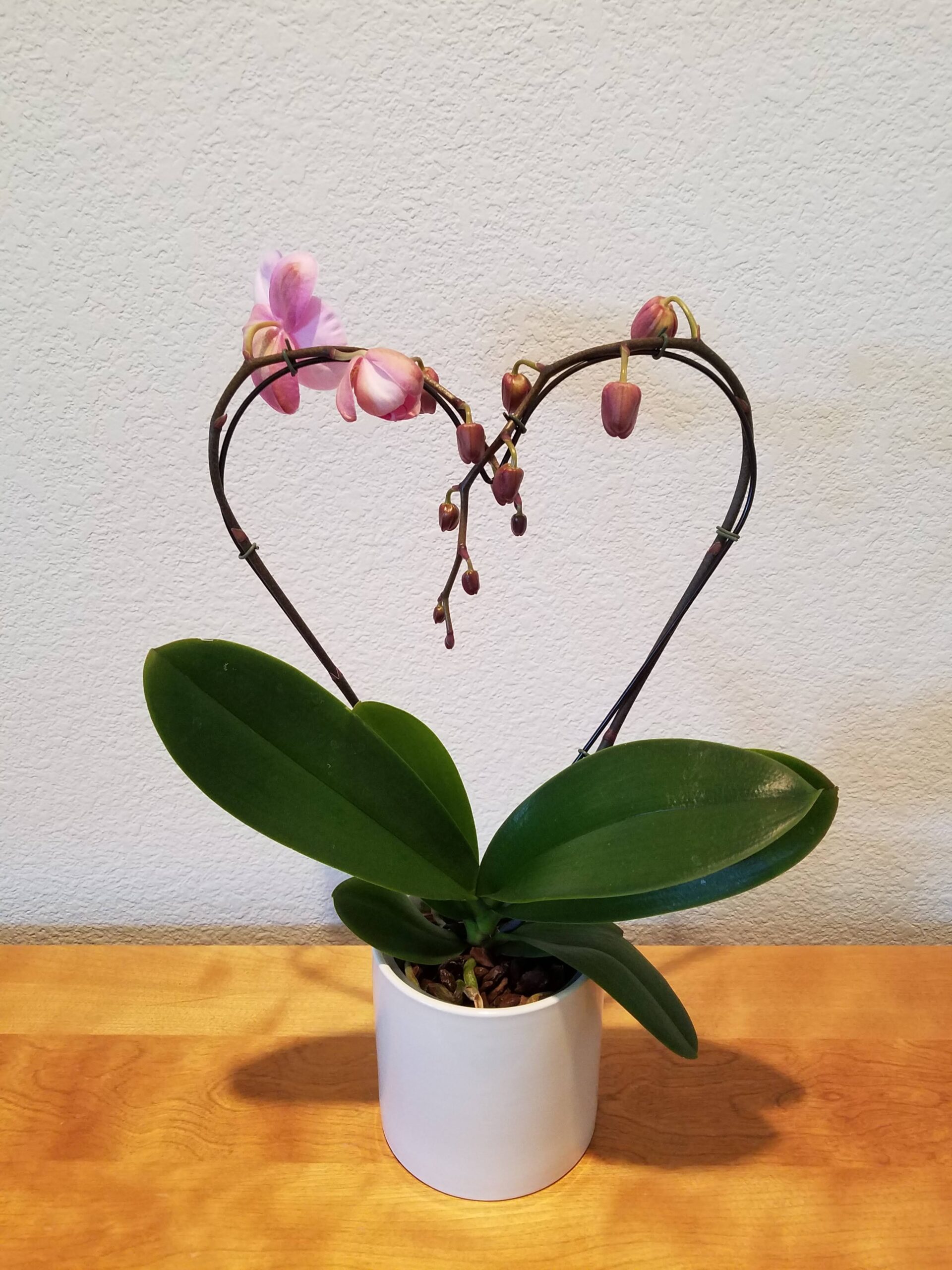 Orchids for Valentine’s Day!