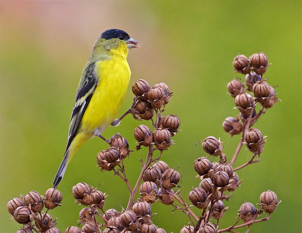 Backyard Birding- When is a goldfinch not gold? by Ed Pandolfino